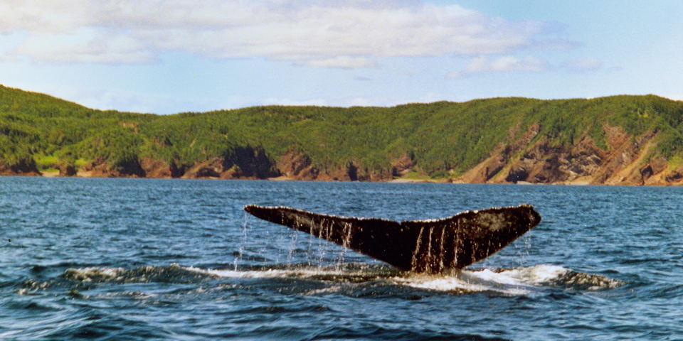 Humpback near Conche, Northern Peninsula, July 2002. Copyright © 2002, Edwin Neeleman