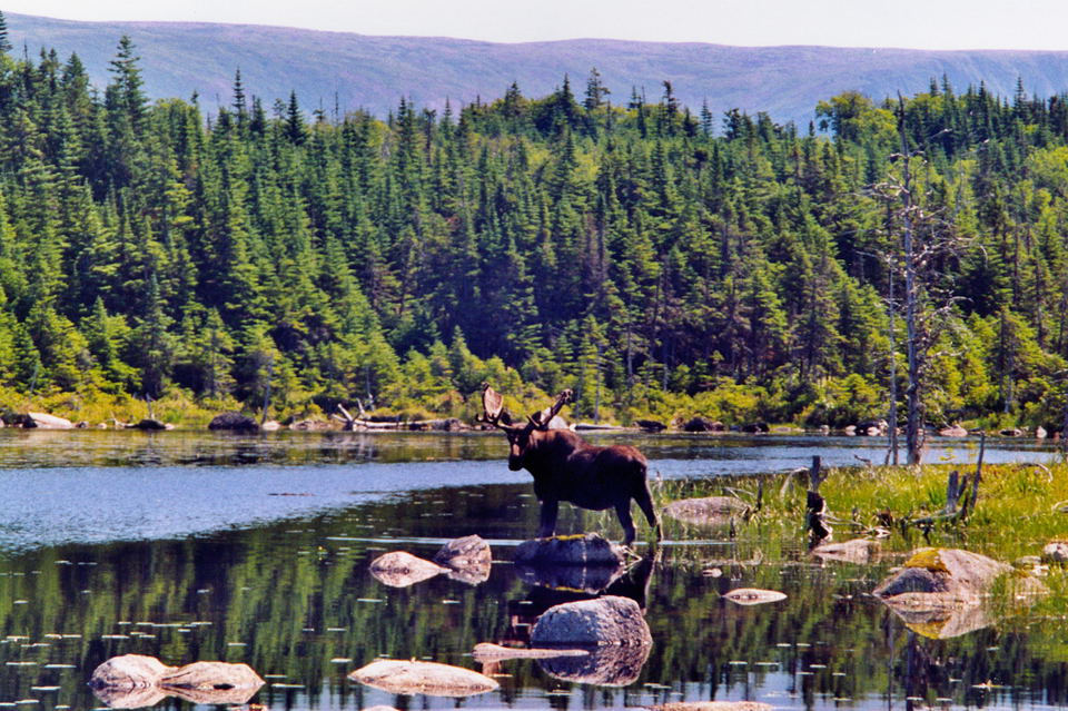 Een eland staat in Berry Hill Pond water te drinken. Gros Morne National Park, juli 2002. Copyright (c) 2002, Hilda van der Lee Een eland staat in Berry Hill Pond water te drinken. Gros Morne National Park, juli 2002. Copyright (c) 2002, Hilda van der Lee