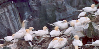 Cape St. Mary's. Copyright © 2005 Edwin Neeleman