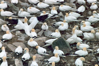 Cape St. Mary's. Copyright (c) 2005 Edwin Neeleman