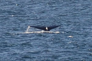 The tail of a diving humpback, Sleepy Cove, August 2008. Copyright © 2008, Edwin Neeleman