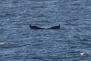 The tail of a diving humpback, Sleepy Cove, August 2008. Copyright © 2008, Edwin Neeleman