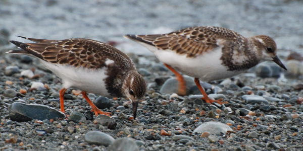 Turnstones at Sleepy Cove, Twillingate, August 2008. Copyright © 2008, Edwin Neeleman