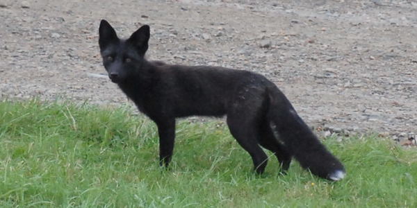 Back fox at Sleepy Cove, August 2008. Copyright © 2008, Edwin Neeleman