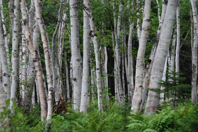 Birch trees, Red Indian Lake, September 2008. Copyright © 2008, Edwin Neeleman