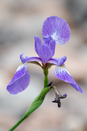 Beachhead Iris, September 2008. Copyright © 2008, Edwin Neeleman