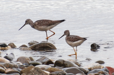 Greater Yellowlegs, Blow Me Down Provincial Park, September 2008. Copyright © 2008, Edwin Neeleman