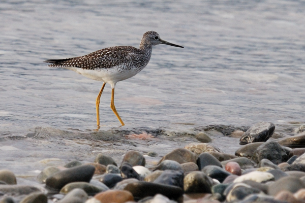 Greater Yellowleg, Blow Me Down Provincial Park, September 2008. Copyright © 2008, Edwin Neeleman