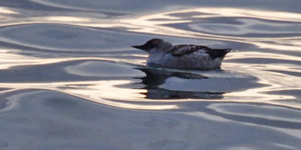 Scoter, Blow Me Down Provincial Park, September 2008. Copyright © 2008, Edwin Neeleman