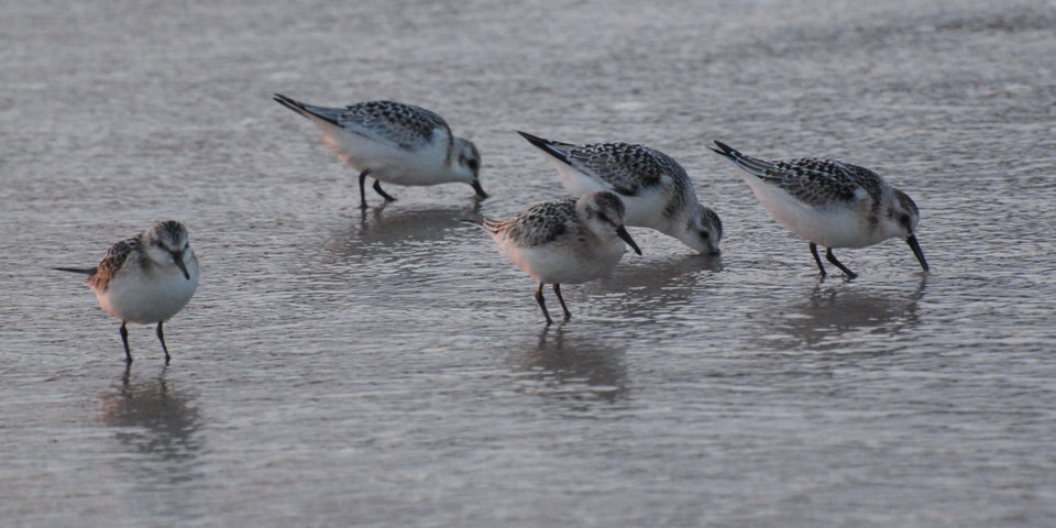 Sanderlings, Sandbanks Provincial Park, Burgeo, September 2008. Copyright © 2008, Edwin Neeleman