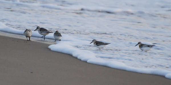 Strandlopertjes, Sandbanks Provincial Park, Burgeo, september 2008. Copyright (c) 2008, Edwin Neeleman