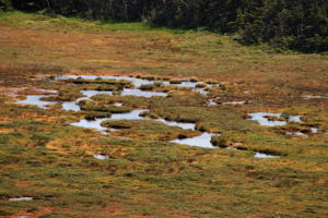 Sandbanks Provincial Park, Burgeo, September 2008. Copyright © 2008, Edwin Neeleman