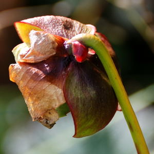 Pitcher plant, september 2008. Copyright (c) 2008, Edwin Neeleman