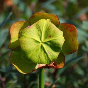 Pitcher plant, september 2008. Copyright (c) 2008, Edwin Neeleman