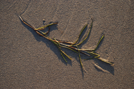 Burgeo, Sandbanks Provincial Park, September 2008. Copyright (c) 2008 Edwin Neeleman