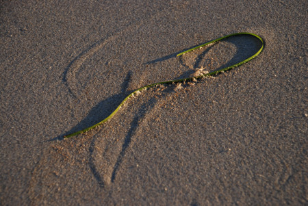 Burgeo, Sandbanks Provincial Park, september 2008. Copyright (c) 2008 Edwin Neeleman