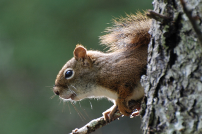 Squirrel, Terra Nova National Park, September 2008. Copyright © 2008, Edwin Neeleman